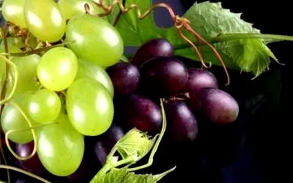 szárított gyümölcsök általános egészségi