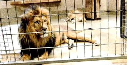 megütötte oroszlánokat