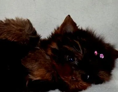 terrier