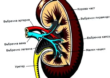 gyakoribb gyakoribb