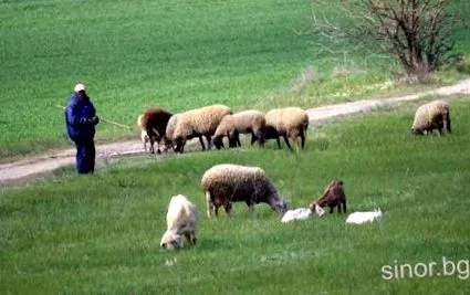 előkészítése kosok