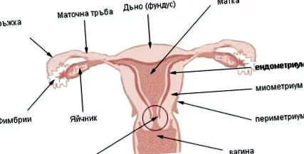 legkedvezőbb prognózissal
