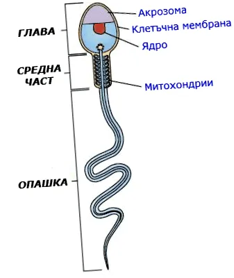 spermium elemzés spermiumok száma