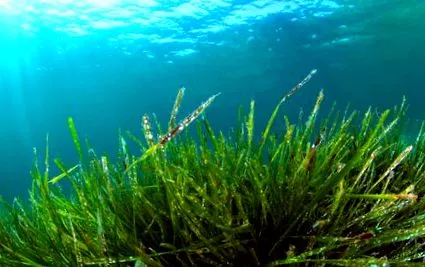 hatása spirulina