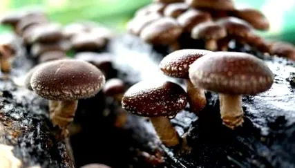lentinula lentinula