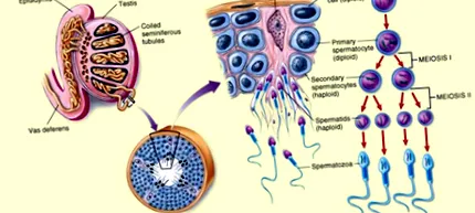 sperma