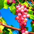 szőlővel diéta