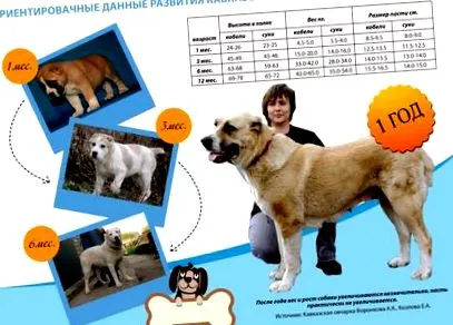 jellemző paródia