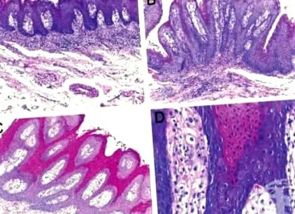 mesenchymalis lipidek