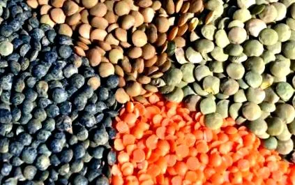 lentils egészséges