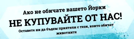 yorkshire terrierről