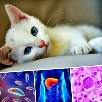 epidemiológiai jelentőséggel