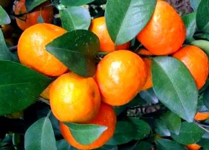 leghatékonyabb nézze