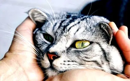 toxoplasmosis Anya naplója