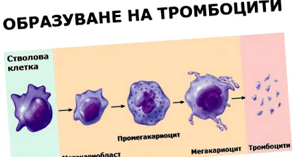 vérlemezkék működnek működnek megfelelően