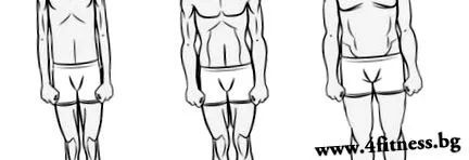 endomorph ectomorph