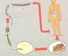 videó