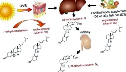 d-vitamin D-vitamin-szinttel rendelkező nőknél