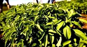 természetes stevia