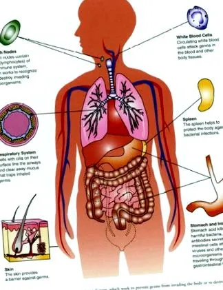 immunrendszer