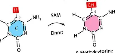 mellitus