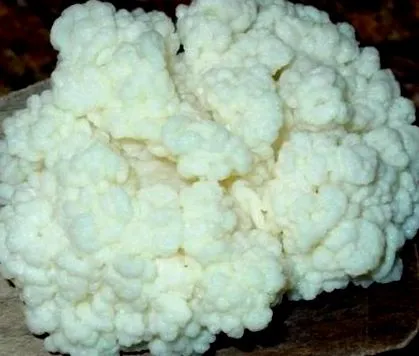 tibeti kefir