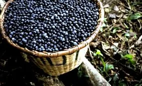 bb-team Acai bogyó
