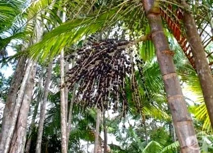 bogyós oleracea