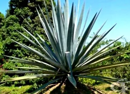 Agave szirup