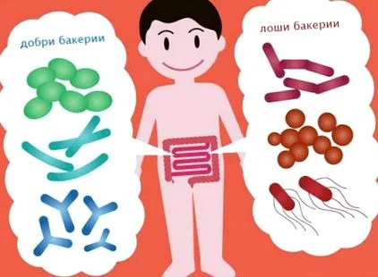optima prebiotikumok