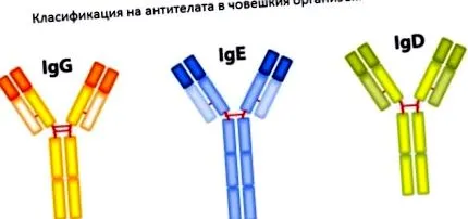 allergológiai vérvizsgálat