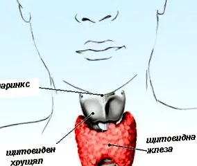 veleszületett hypothyreosis veleszületett hypothyreosis
