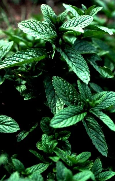 menta Soapwalla Citrus