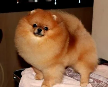 spitz pomerániai