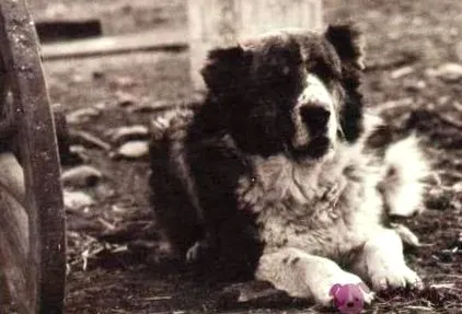 balkán bolgár