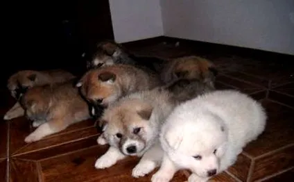 várna Akita fajta