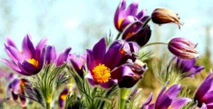 pulsatilla pulsatilla