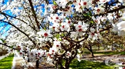 dulcis amygdalus