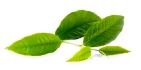 fogyásban green