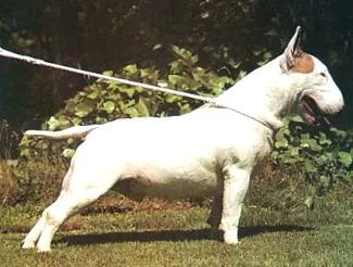 homlok pofa bullterrier