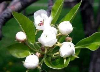pyrus pyrus