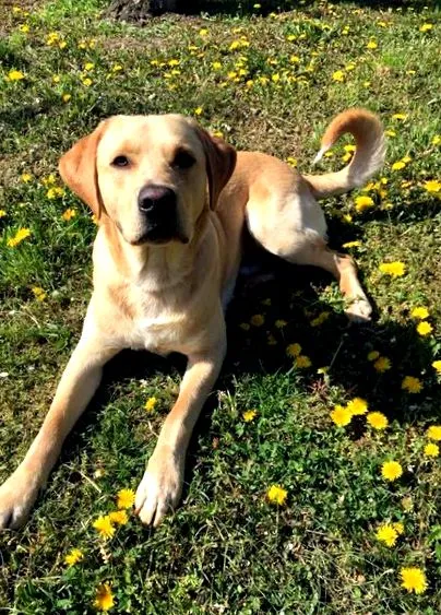 labrador labrador