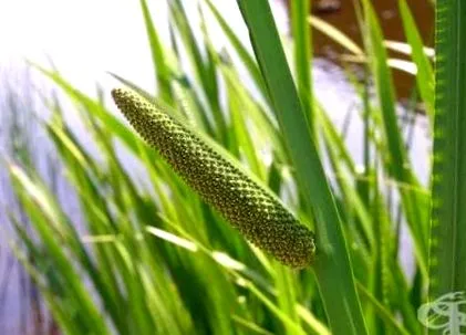 calamus