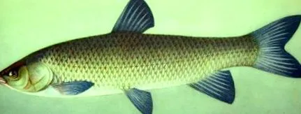 ámor