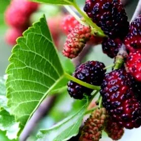 mulberry