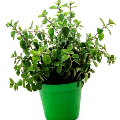 oregano menstruációs