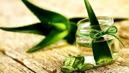 hogyan aloe