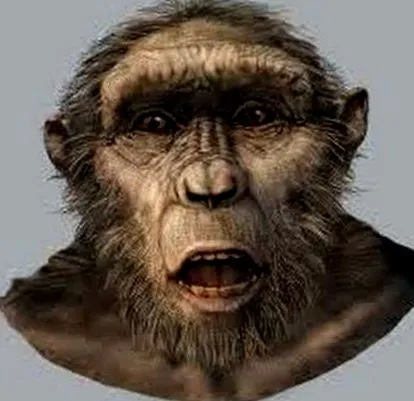 emberi szakaszai
