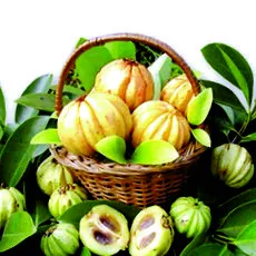 Garcinia cambogia fogyáshoz