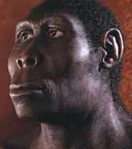 fejezet Homo erectus